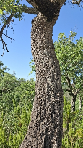 cork oak