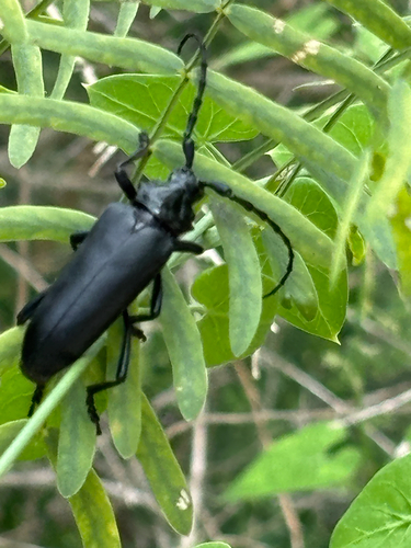 Stenaspis solitaria
