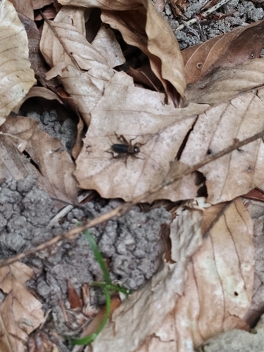 Wood Cricket