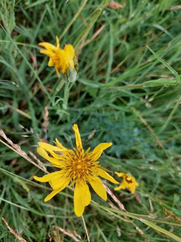 Eastern Goat's-beard