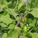 Solanum villosum - Photo (c) Salvo, todos los derechos reservados, subido por Salvo