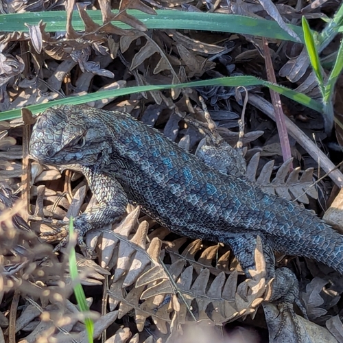 iNaturalist observation photo of Western Fence Lizard