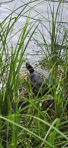 Pond Slider