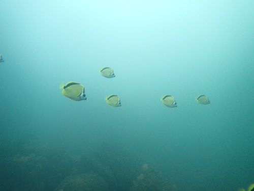 Black-nosed Butterflyfish (Johnrandallia nigrirostris)