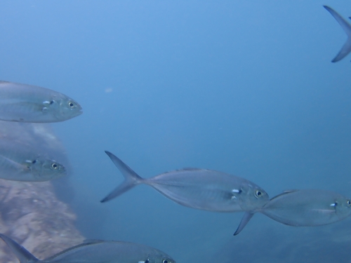 Green Jack (Caranx caballus)