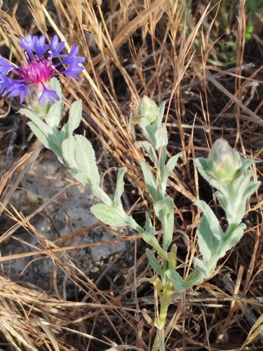 Iranian Knapweed