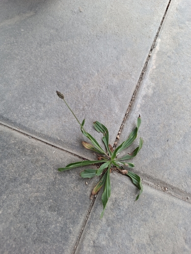 ribwort plantain