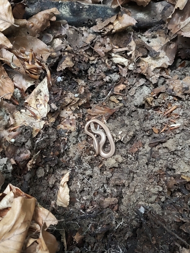 Common Slowworm
