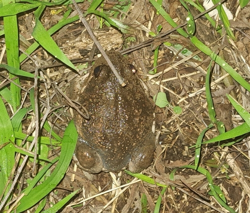 Eastern Banjo Frog