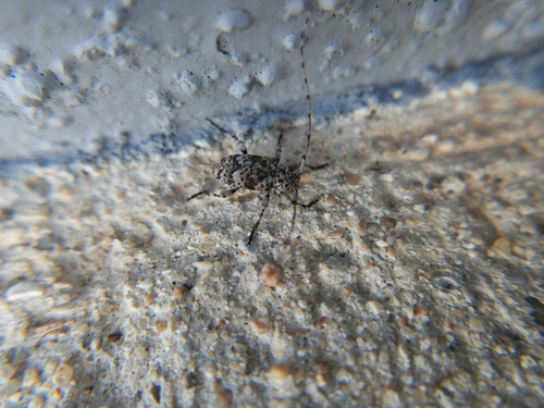 Sternidius mimeticus