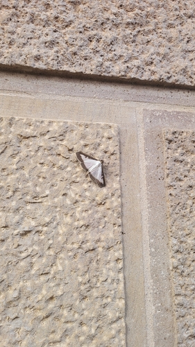 Box Tree Moth