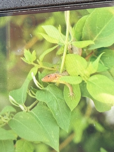 Large Psammodromus