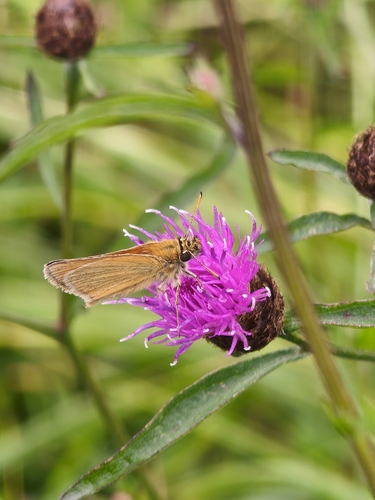 Essex Skipper