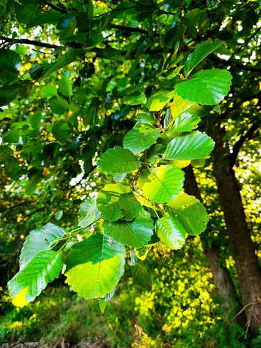common alder