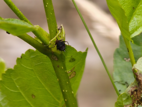 red-spotted plant bug