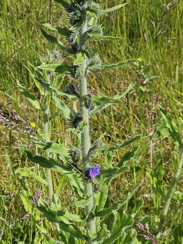 viper's-bugloss
