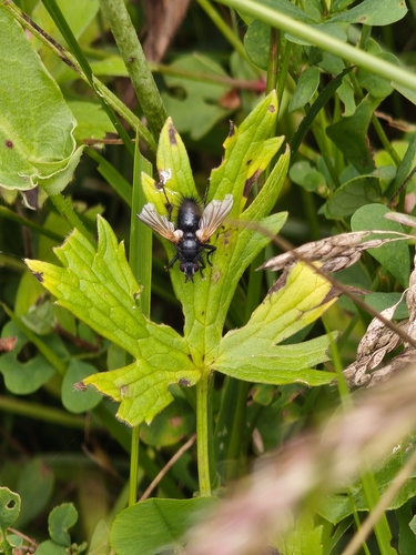 Zophomyia temula