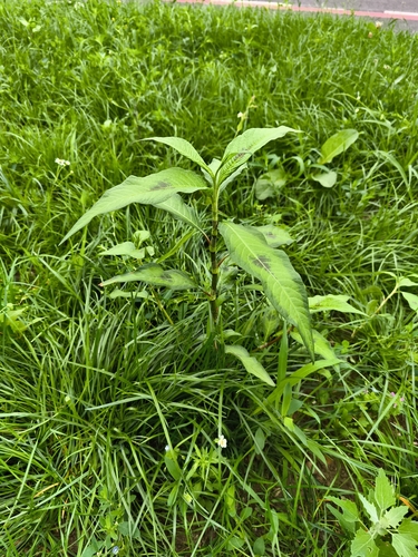 pale smartweed