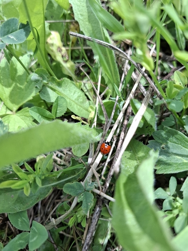 Seven-spotted Lady Beetle