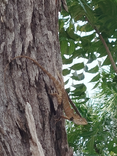 Indian Garden Lizard