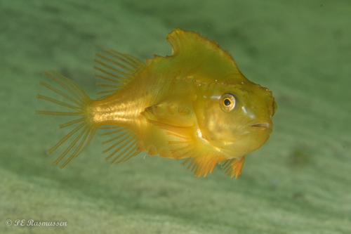 Lumpfish