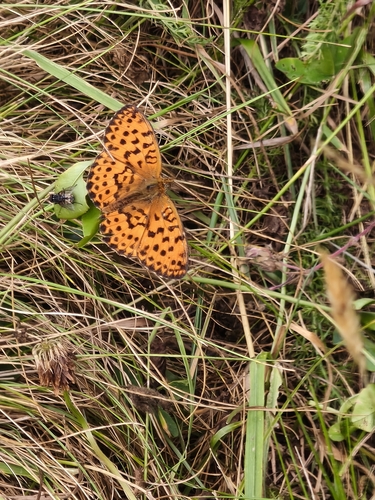 Marbled Fritillary