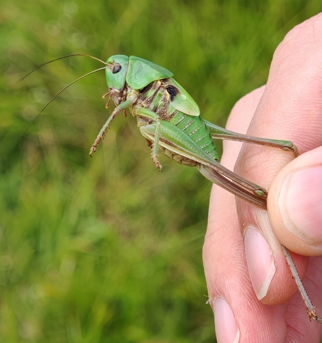 Wart-biter