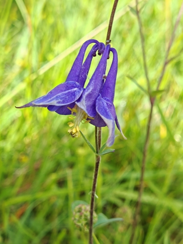 common columbine