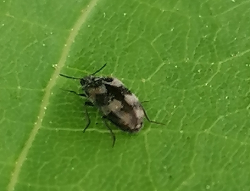 Stockholm beetle