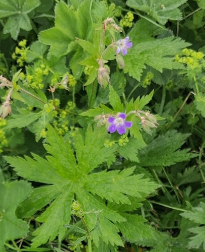 wood crane's-bill