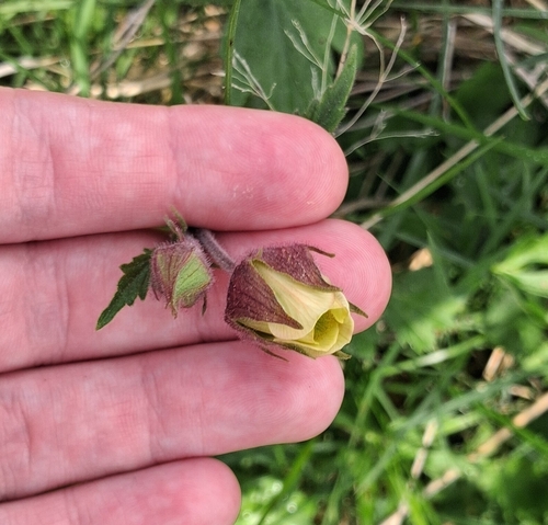 Water Avens