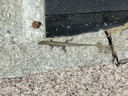 Common Wall Lizard