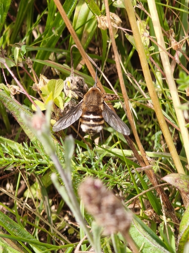 Bombylius cruciatus