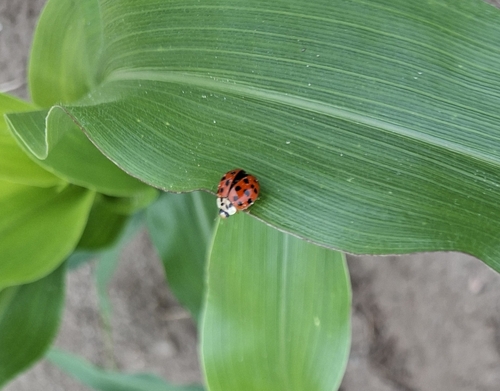 Asian Lady Beetle