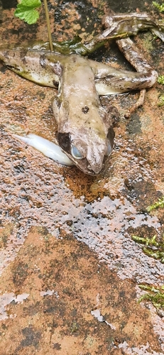 Agile Frog