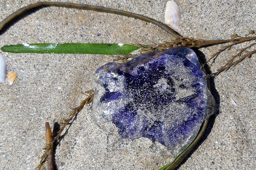 Blue Jelly