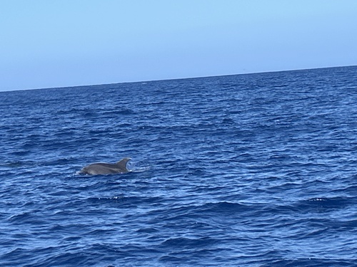 Common Bottlenose Dolphin