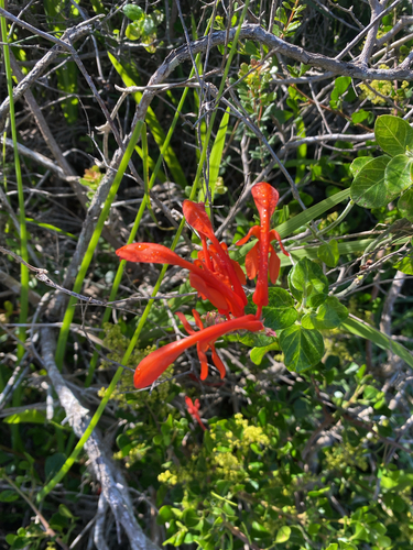 Cobra Lily