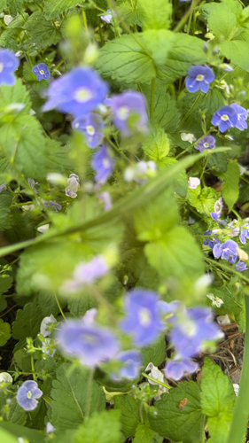 Germander Speedwell