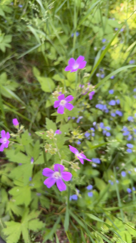 wood crane's-bill