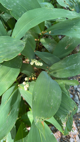 European lily of the valley