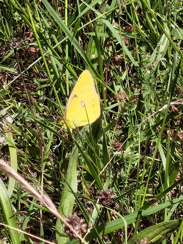 Clouded Yellow