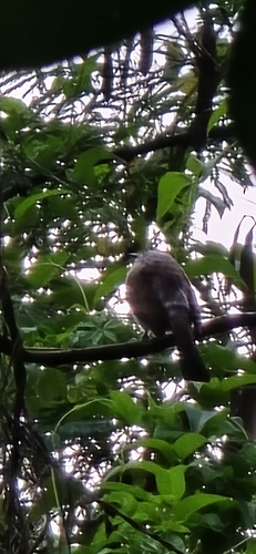 Sooty-headed Bulbul