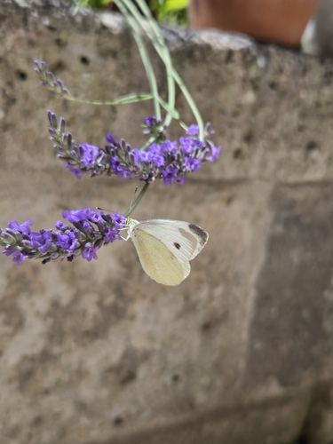 Small White