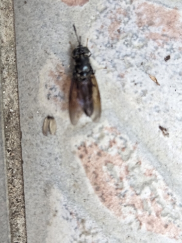Black Soldier Fly
