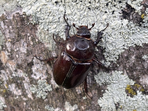 Aloeus Ox Beetle