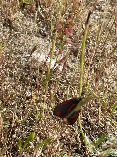 Cinnabar moth