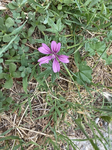 Common Mallow