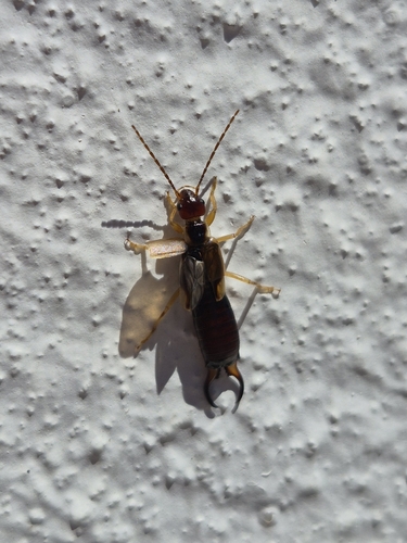 Western Earwig