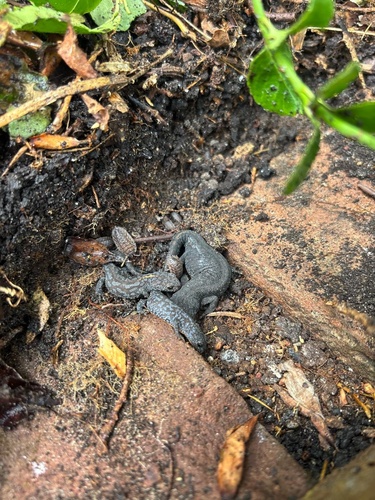 Alpine Newt